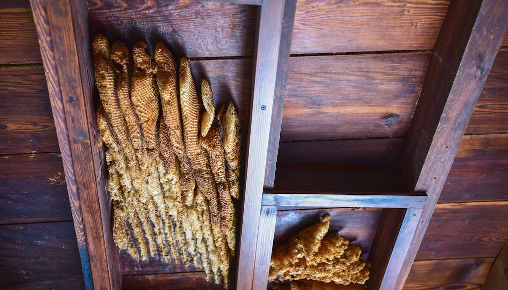 honey beehives inside home on ceiling