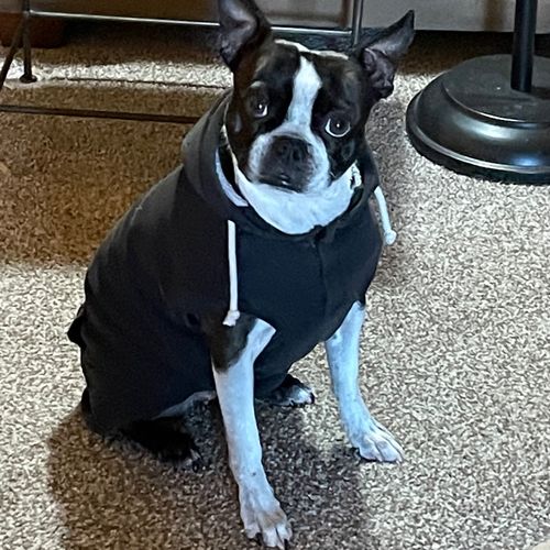 Our three-year-old Boston Terrier is a rescue dogg