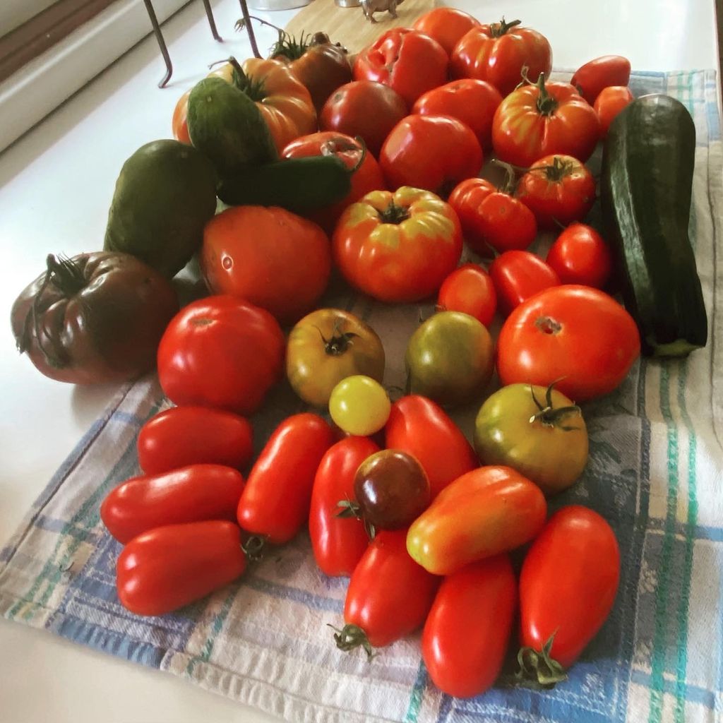 Heirloom Tomatoes from the garden