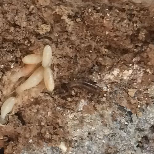 Termite workers and reproductive termites 