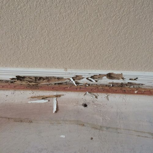 Termite damage to baseboard