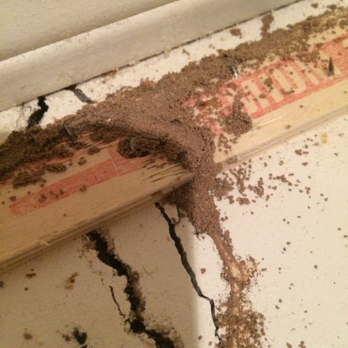 Termite tube entering from a crack under carpet in