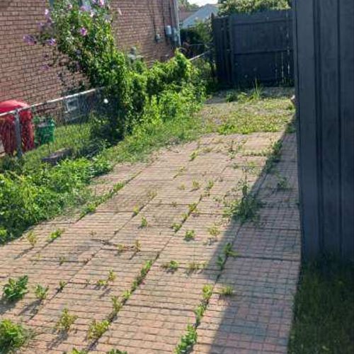 Shrub Trimming and Removal