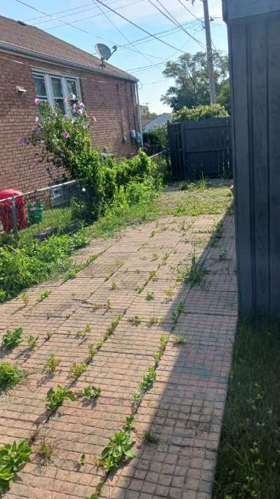 Shrub Trimming and Removal