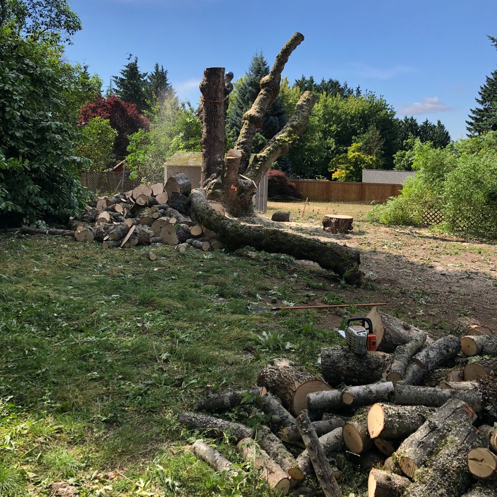Better View Tree Service