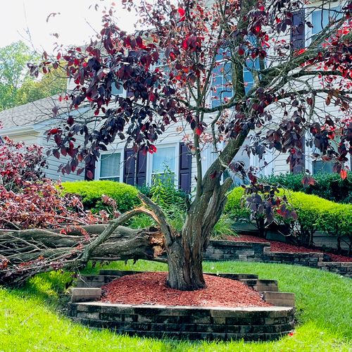 Awesome tree experts! Professional, knowledgeable 