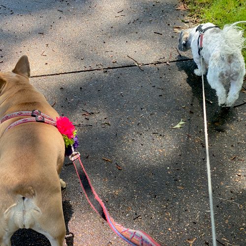 Frida and Pepper; good pals share a walk