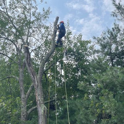 Avatar for O J M J LANDSCAPING tree service