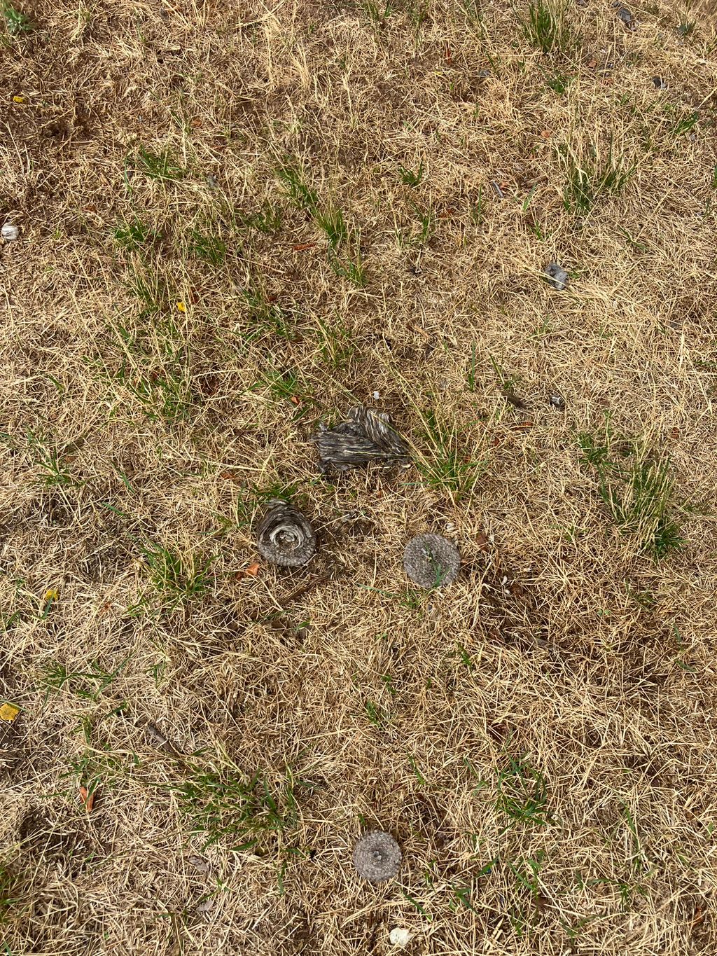 The remnants of a bald face hornet nest!