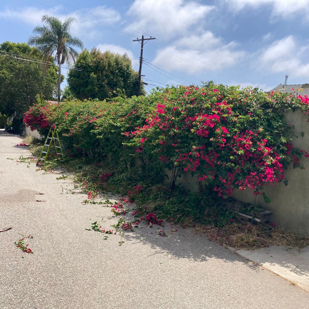 2 - Bougainvillea (During)