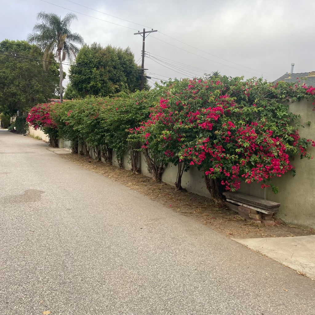 3 - Bougainvillea (After)