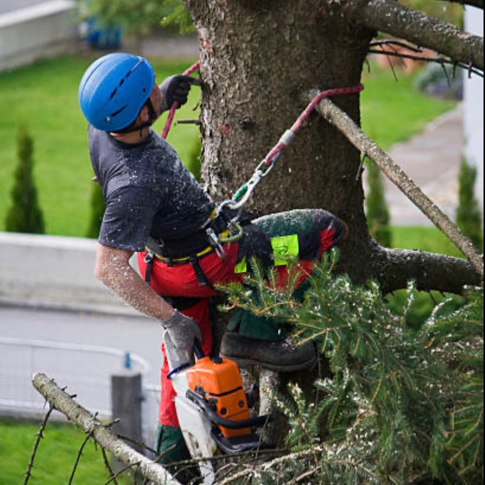 Salazar Tree Services