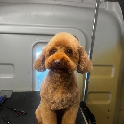 The 10 Best Dog Groomers Near Me (with Prices & Reviews)