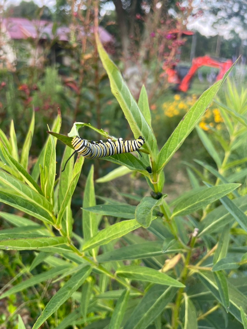 Monarch caterpillar on installed swamp milkweed 