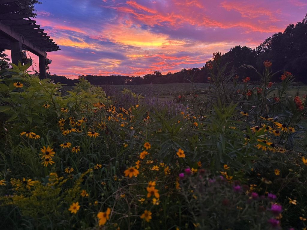 Pollinator bed at sunset (no filter )