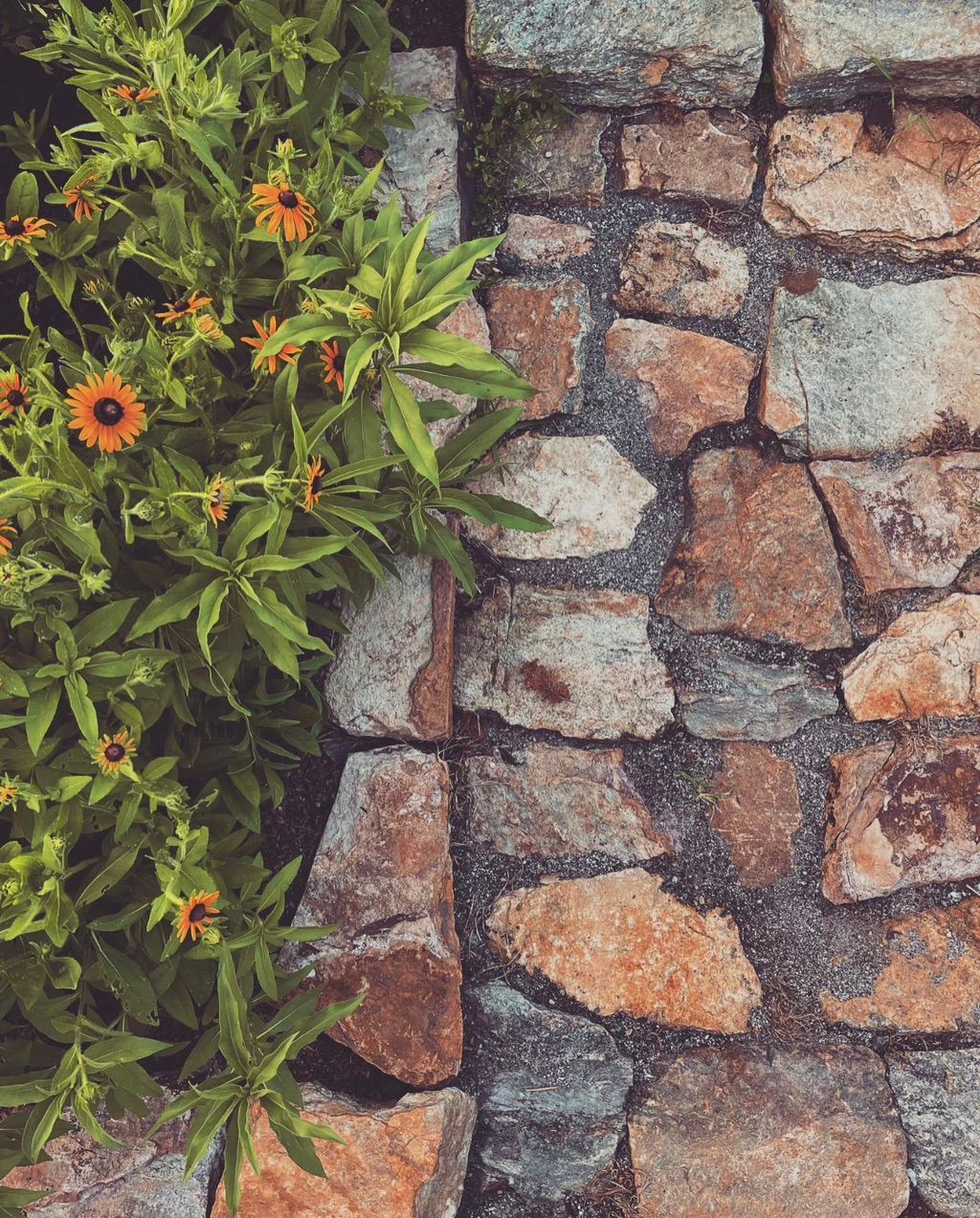 Rustic walkway and raised beds 