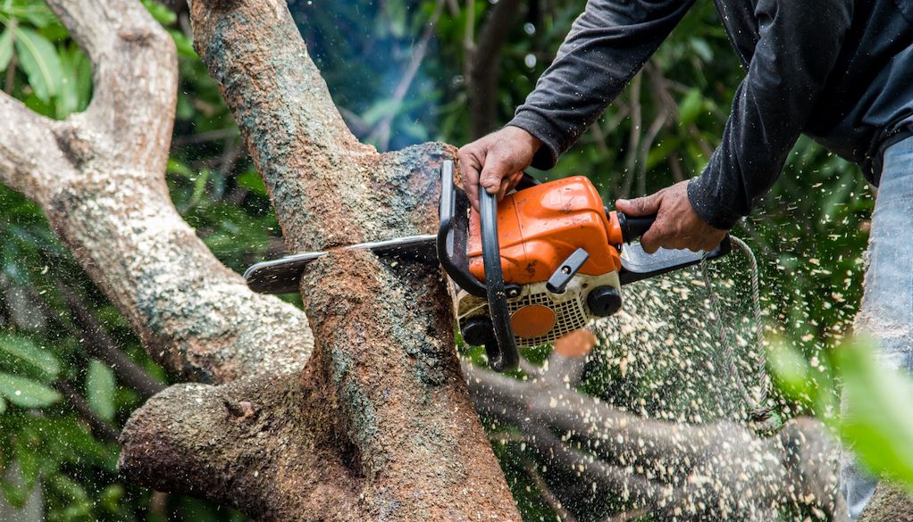 cutting off a tree branch