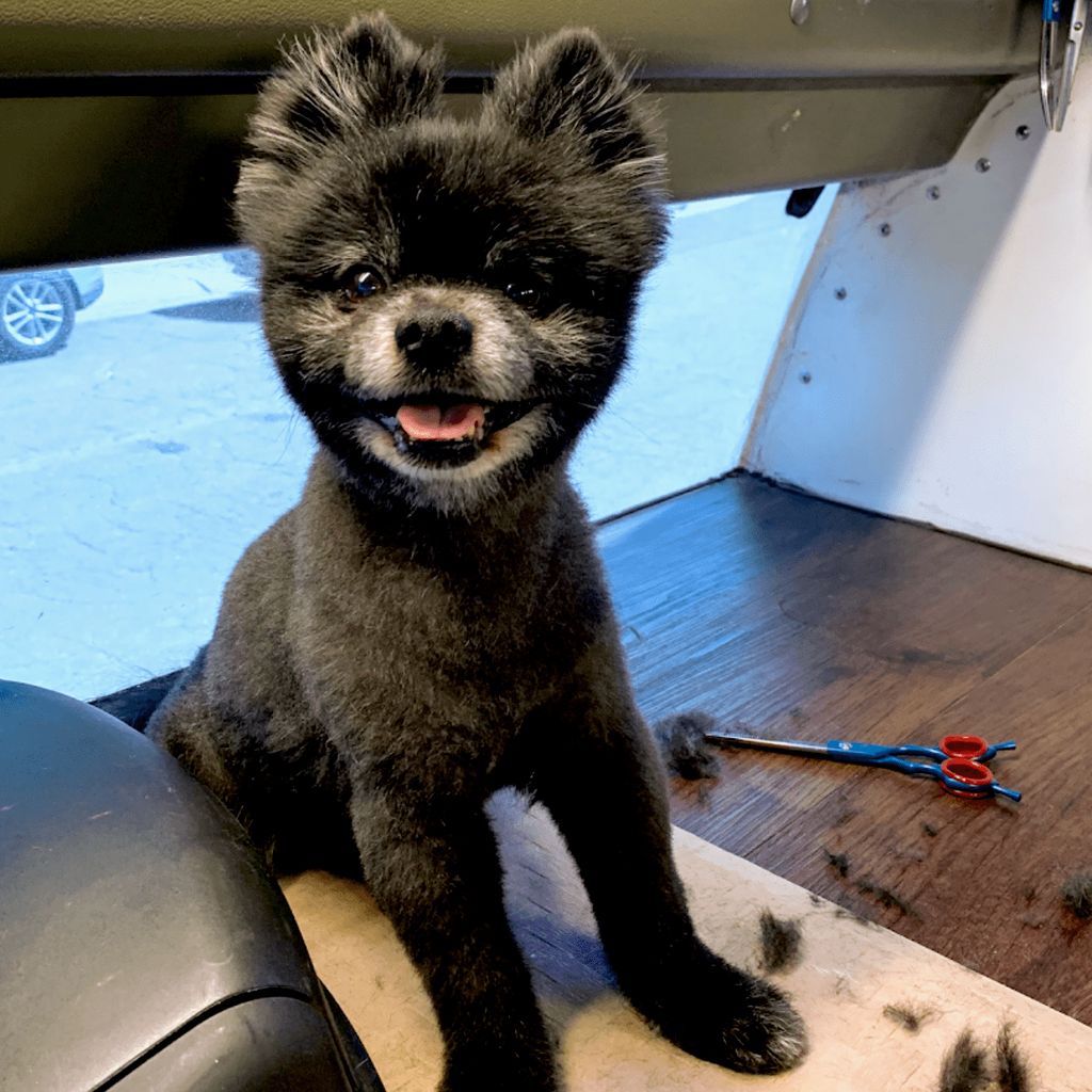 Theresa’s mobile dog grooming