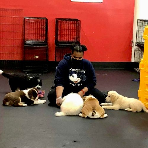 Training multiple puppies how to hold downs at onc