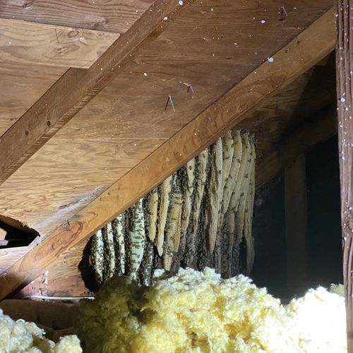 Huge hive in attic