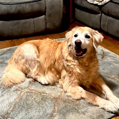 My golden is extremely nervous and old so I hired 