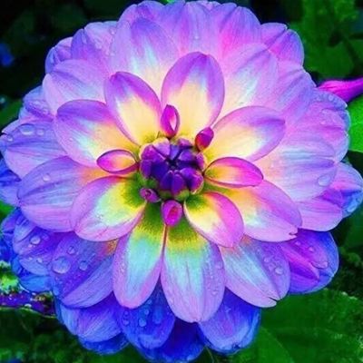 Avatar for Graceland Gardens