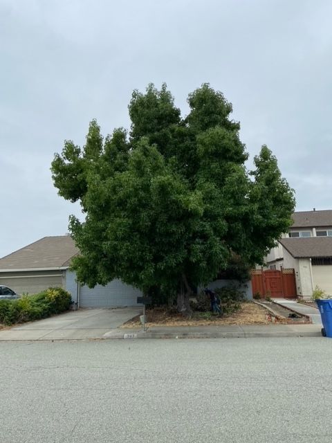 Tree Trimming and Removal