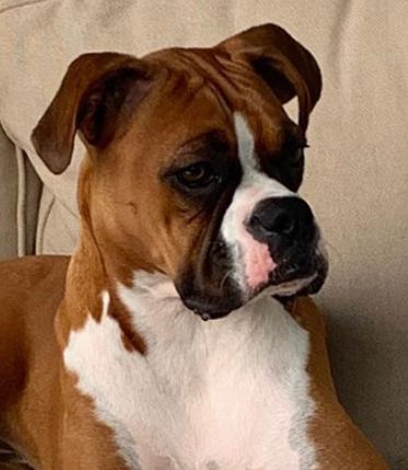 Bootie the Boxer!
