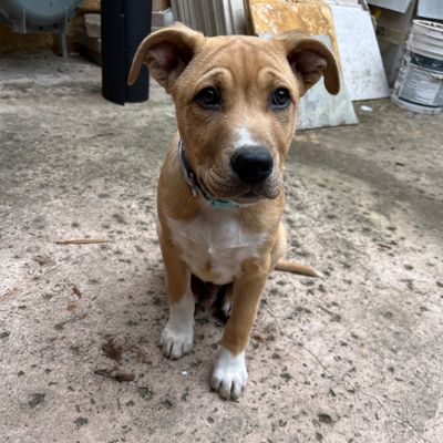 Avatar for Armando Ramirez Sixto