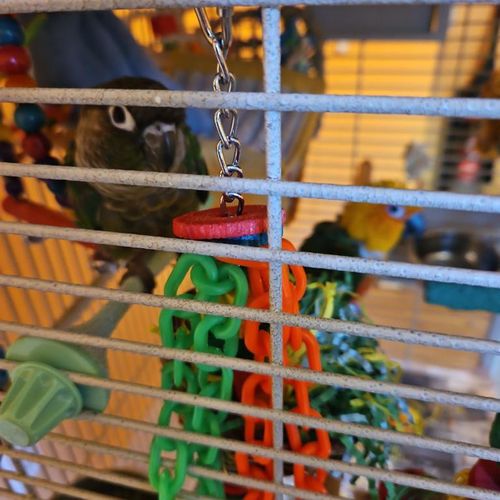 Tabitha took excellent care of my two conures whil