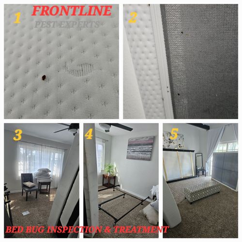 Bed Bug Extermination