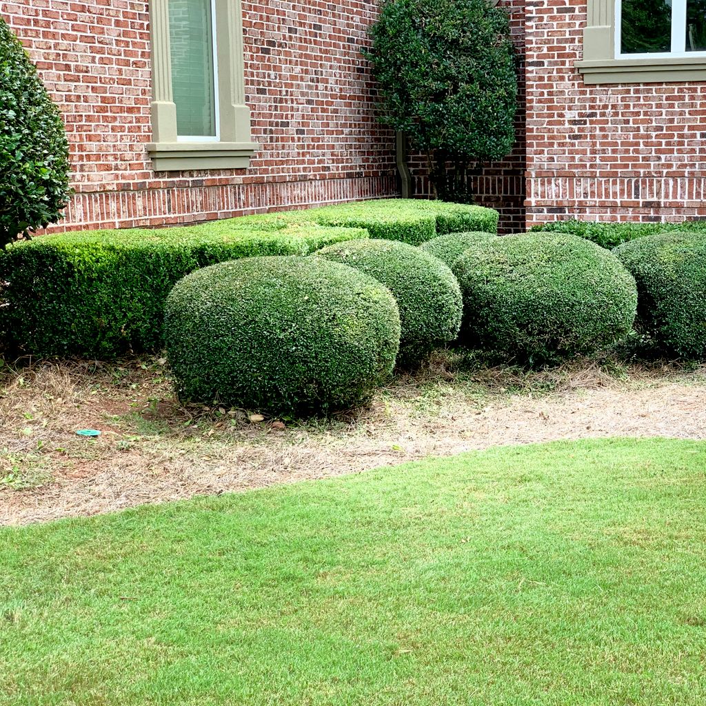 Shrub Trimming and Removal project from 2023