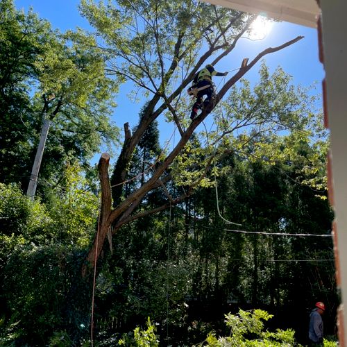Torress Professional Tree Care came right on time 