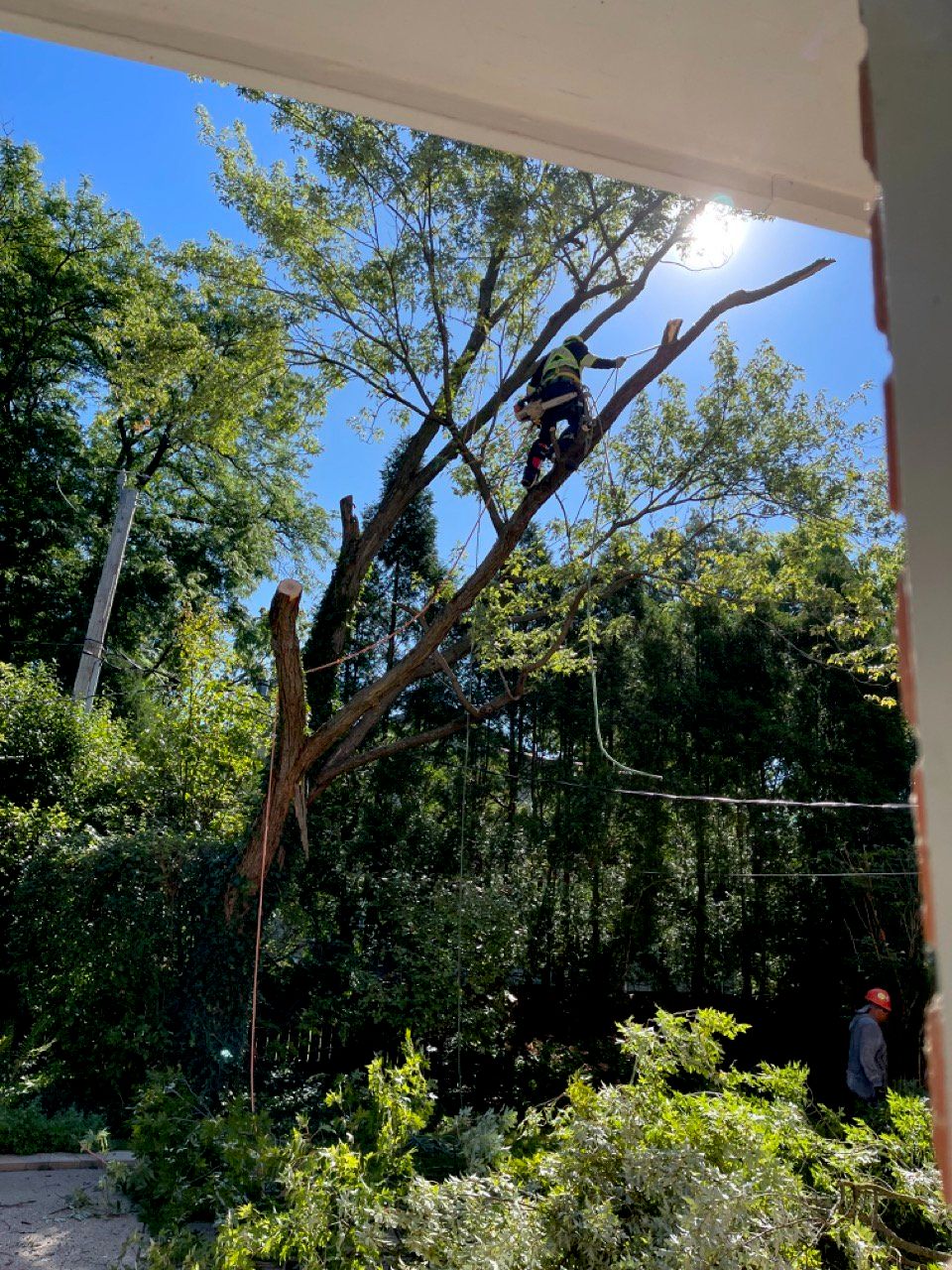 Torress Professional Tree Care came right on time 