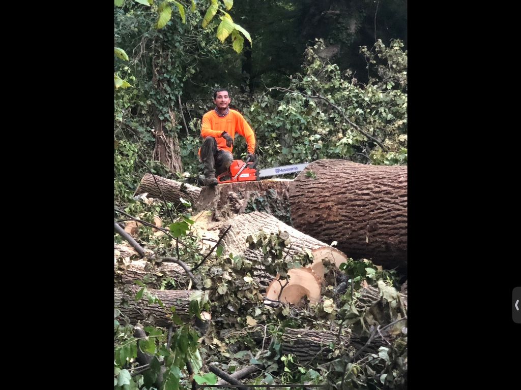 Monster tree taken down and removed safely. We cut