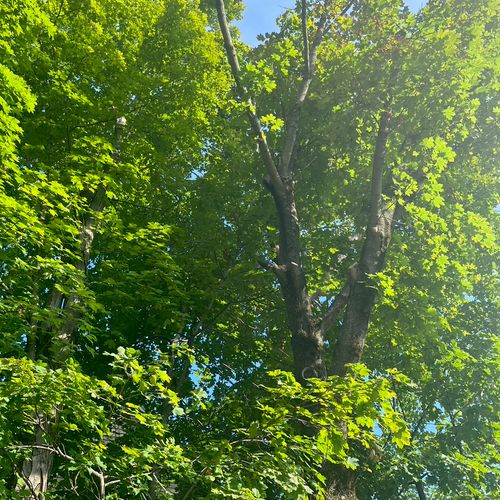 we had two large norway maples that needed removal