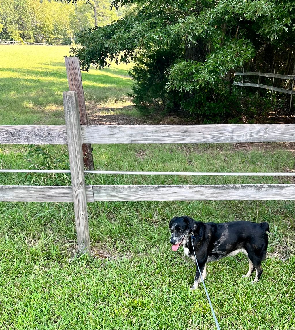 New walking friend Jasper