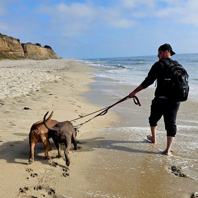 Avatar for Real Dog Solutions
