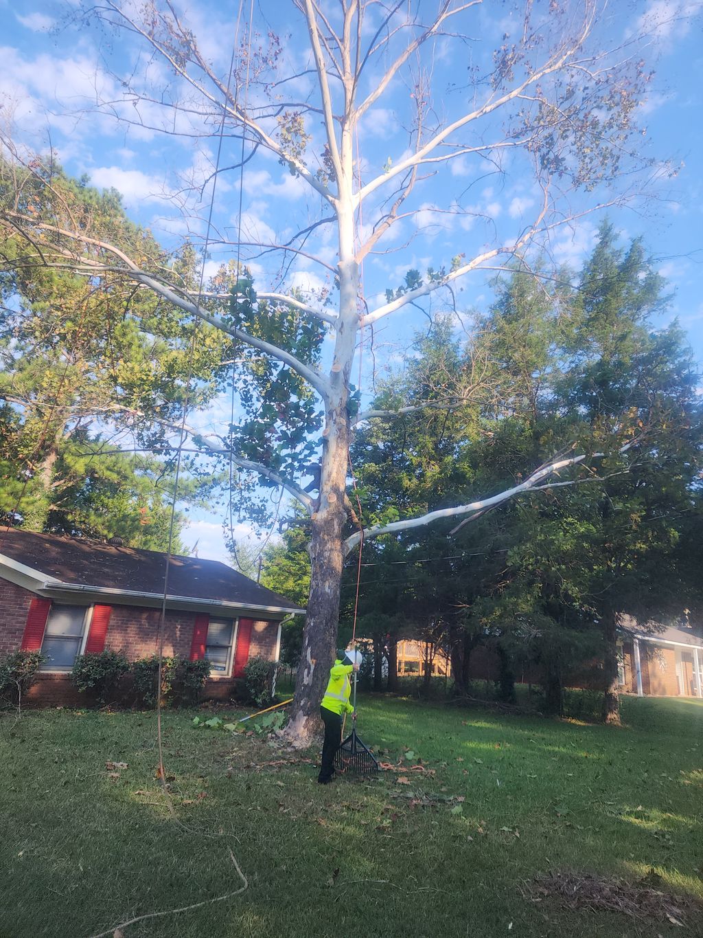 Tree Trimming and Removal