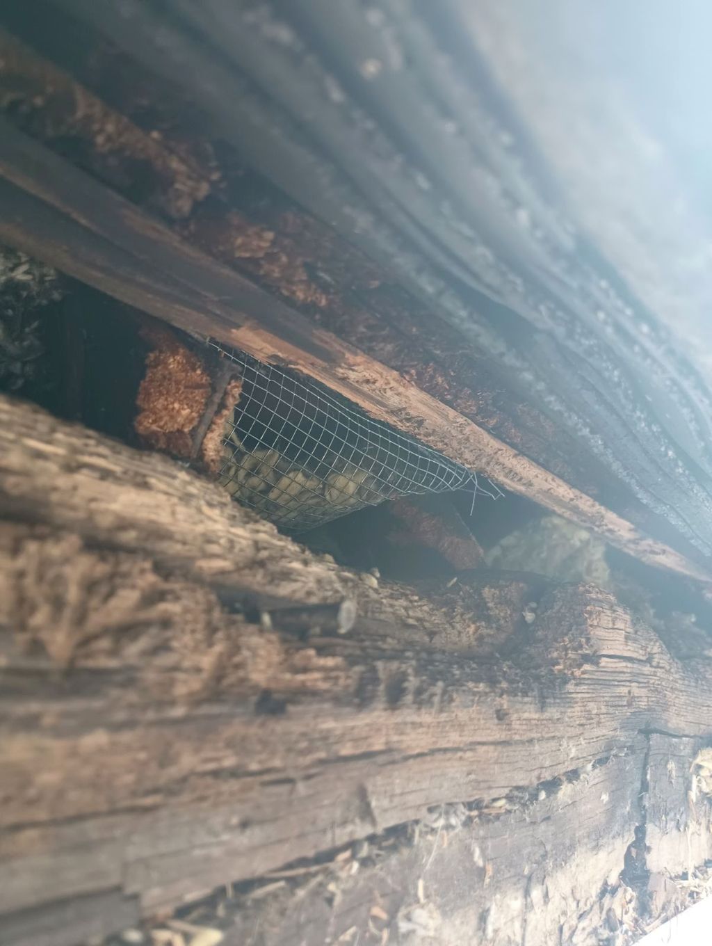Squirrels entryway 