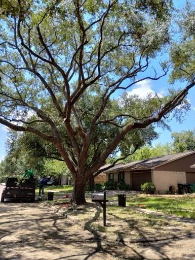 Tree Trimming and Removal