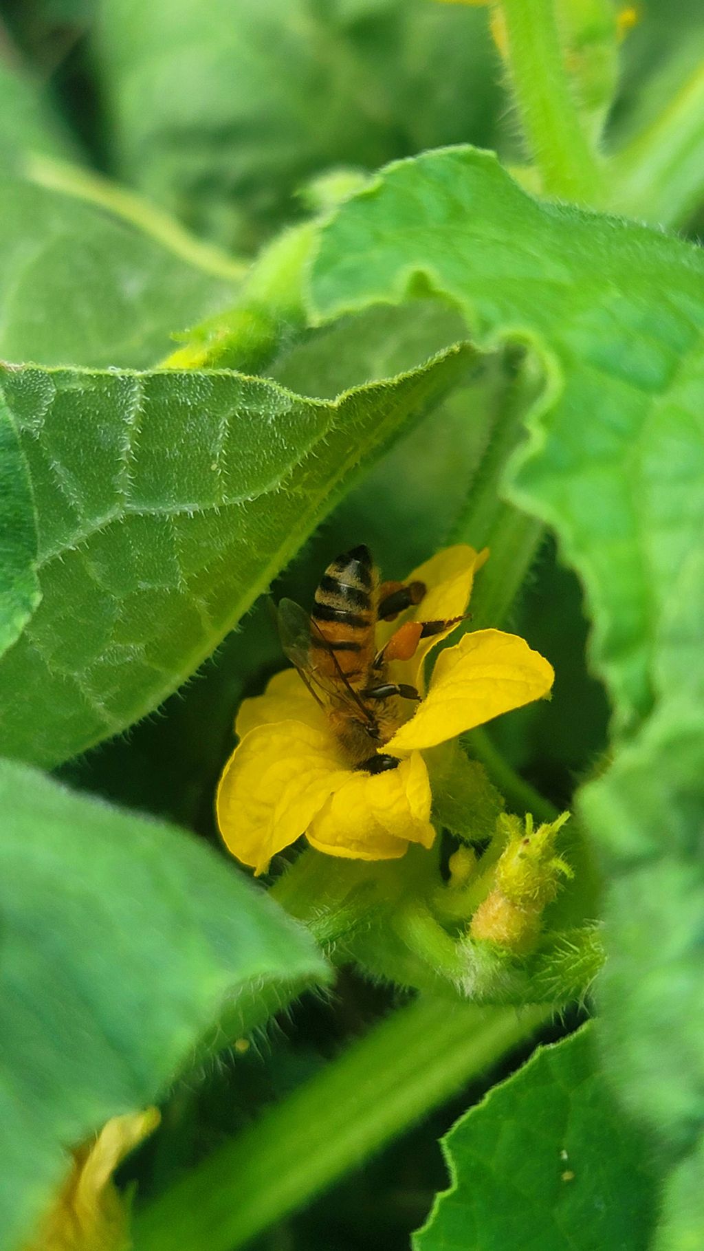 Bees Love Organic Gardens!