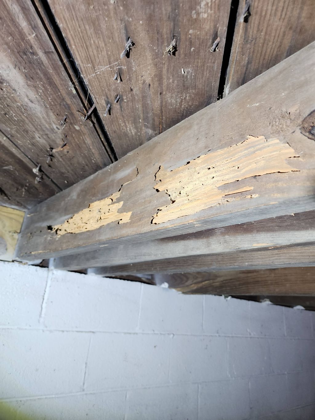 Wood destroying insect damage