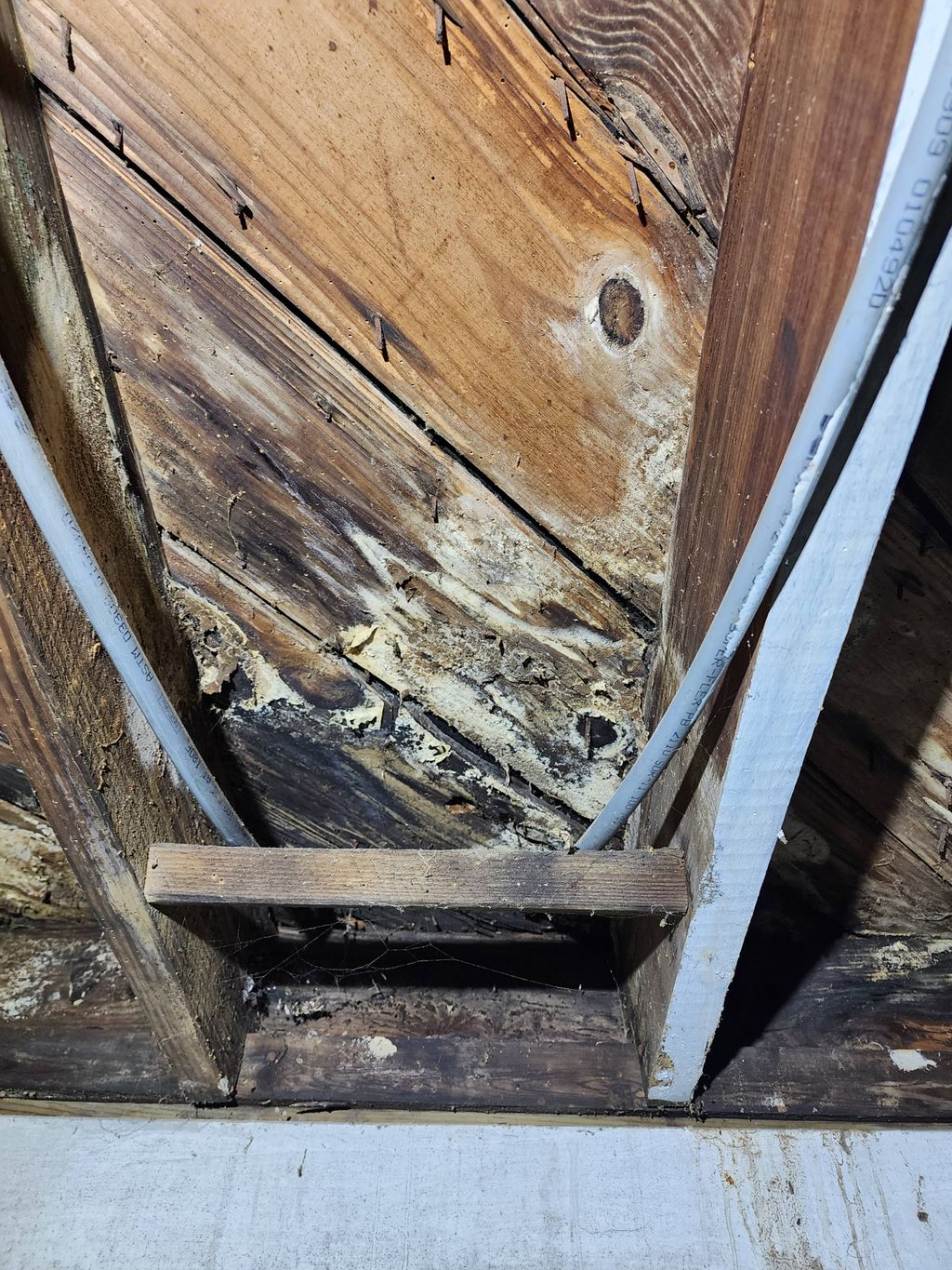 Fungal growth found in a basement