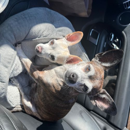 Nikky Pets Mobile Grooming Orlando, FL Thumbtack