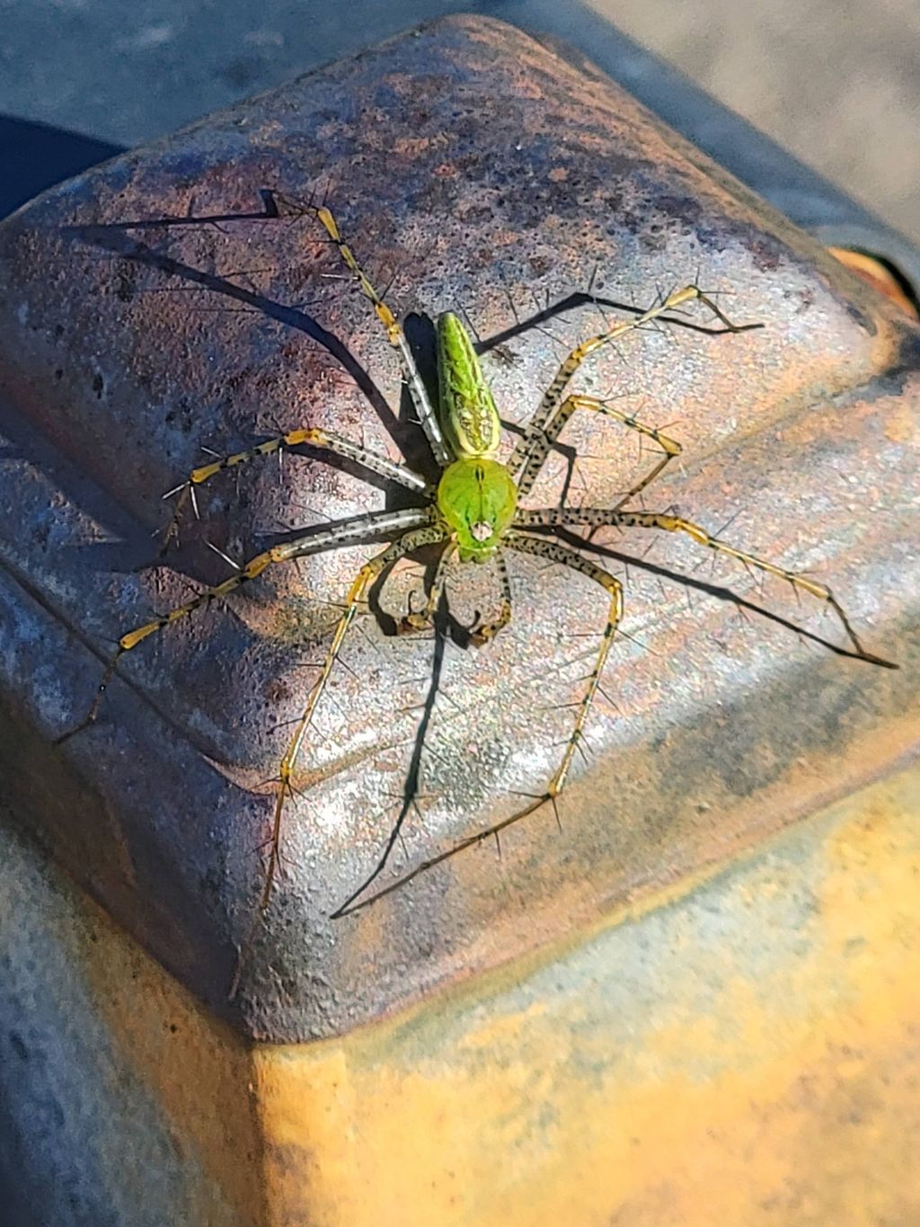 green lynx found on the job!