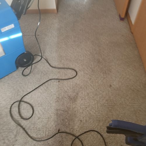 Carpet Cleaning