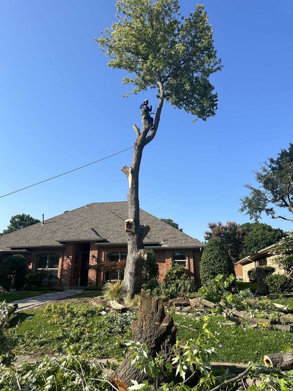 Tree Trimming and Removal