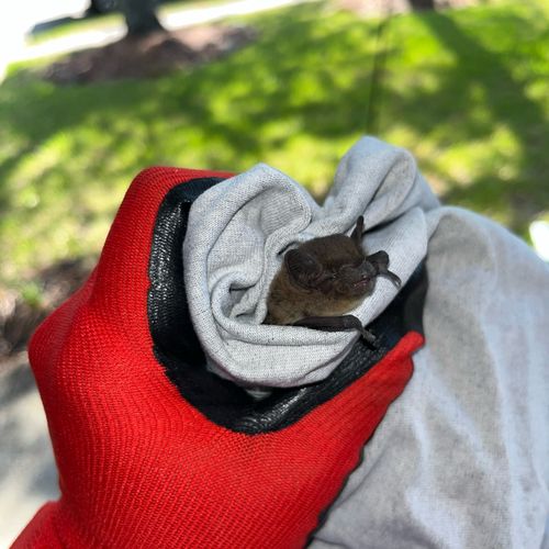HAND-REMOVED BAT INSIDE CUSTOMERS HOME