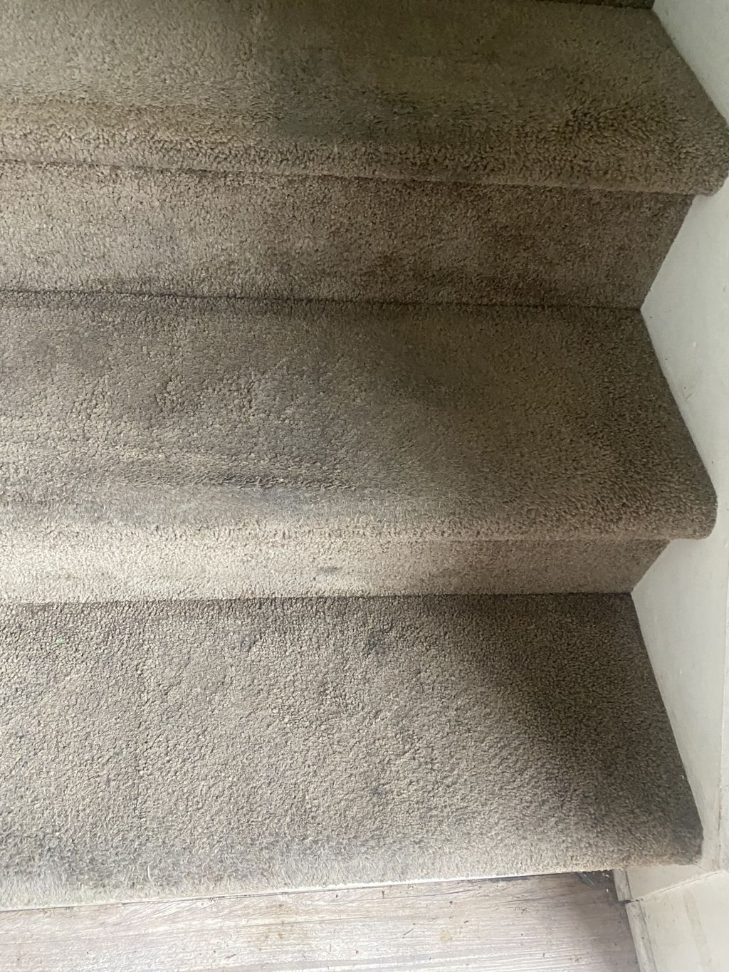 Carpet Cleaning